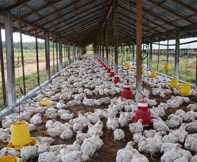 Family-Owned Broiler Farm