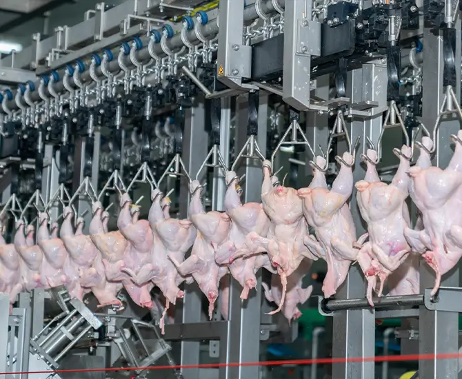 Automated Poultry processing plants
